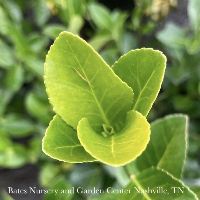 Topiary #7 ESP Euonymus Kiat Manhattan/ Espalier 3 Topiary #7 ESP Euonymus Kiat Manhattan/ Espalier - Image 3