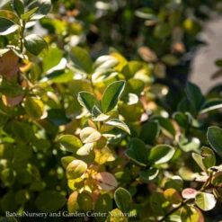 Cheap Sapling Pulse Store 6 Topiary #7 ESP Euonymus Kiat Manhattan/ Espalier