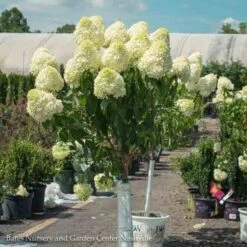 Topiary #7 PT Hydrangea Pan Limelight/ White Panicle Patio Tree -Cheap Sapling Pulse Store topiary 7 pt hydrangea pan limelight white panicle 2