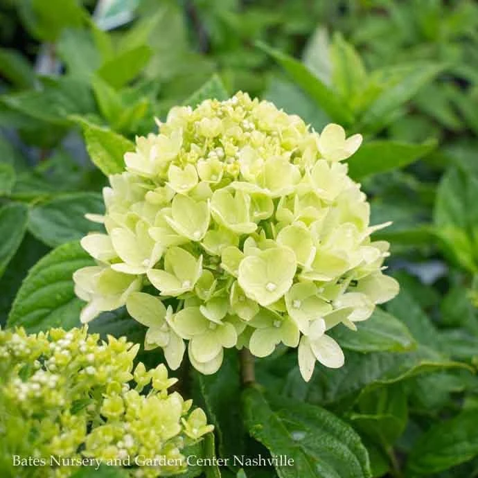 Topiary #7 PT Hydrangea Pan PW Little Lime/ White Panicle Patio Tree 2 Topiary #7 PT Hydrangea Pan PW Little Lime/ White Panicle Patio Tree - Image 2