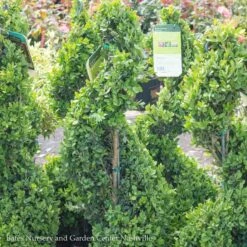 Topiary #7 SPIRAL Buxus X Green Mountain/ Boxwood -Cheap Sapling Pulse Store topiary 7 spiral buxus x green mountain boxwood 2