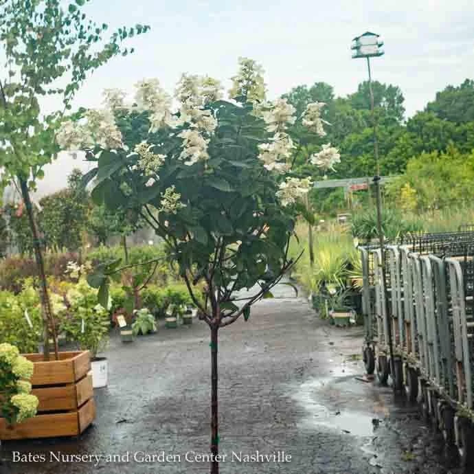 Topiary #7PT Hydrangea Pan Pink Diamond/ Panicle Patio Tree 2 Topiary #7PT Hydrangea Pan Pink Diamond/ Panicle Patio Tree - Image 2