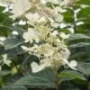 Topiary #7PT Hydrangea Pan Pink Diamond/ Panicle Patio Tree