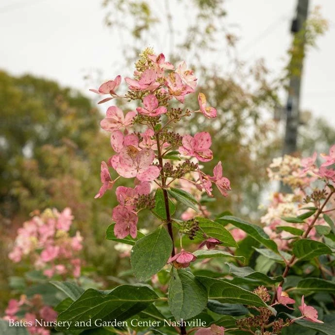 Topiary #7PT Hydrangea Pan Pink Diamond/ Panicle Patio Tree 3 Topiary #7PT Hydrangea Pan Pink Diamond/ Panicle Patio Tree - Image 3