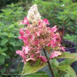 Topiary #7PT Hydrangea Pan Pinky Winky/Panicle White To Dark Red Patio Tree -Cheap Sapling Pulse Store topiary 7pt hydrangea pan pinky winky panicle whit 2