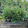 Topiary Hedge Box Camellia Sas SL Yuletide/ Red - No Warranty