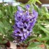 Topiary Patio Tree #3 Wisteria Frut Amethyst Falls/ American Native (TN)