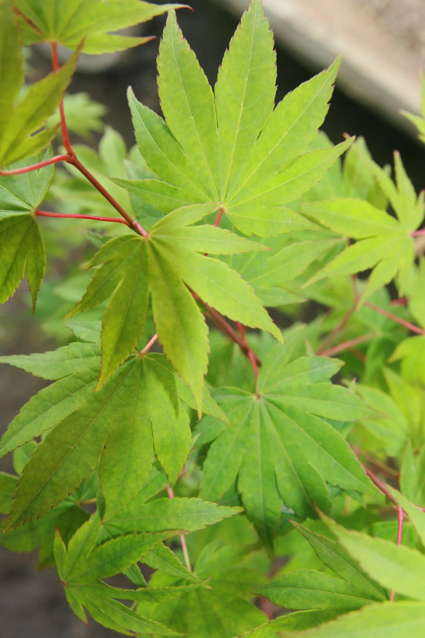 Cheap Sapling Pulse Store -Cheap Sapling Pulse Store A.j.GardenGlory 2048x scaled