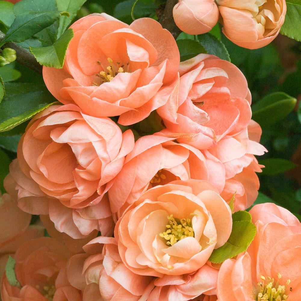 Cheap Sapling Pulse Store -Cheap Sapling Pulse Store Quince bush cameo 1